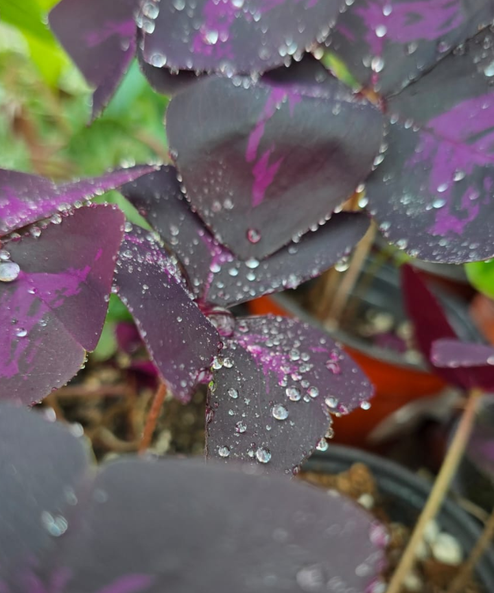 Oxalis triangularis - Trébol púrpura - Imagen 3