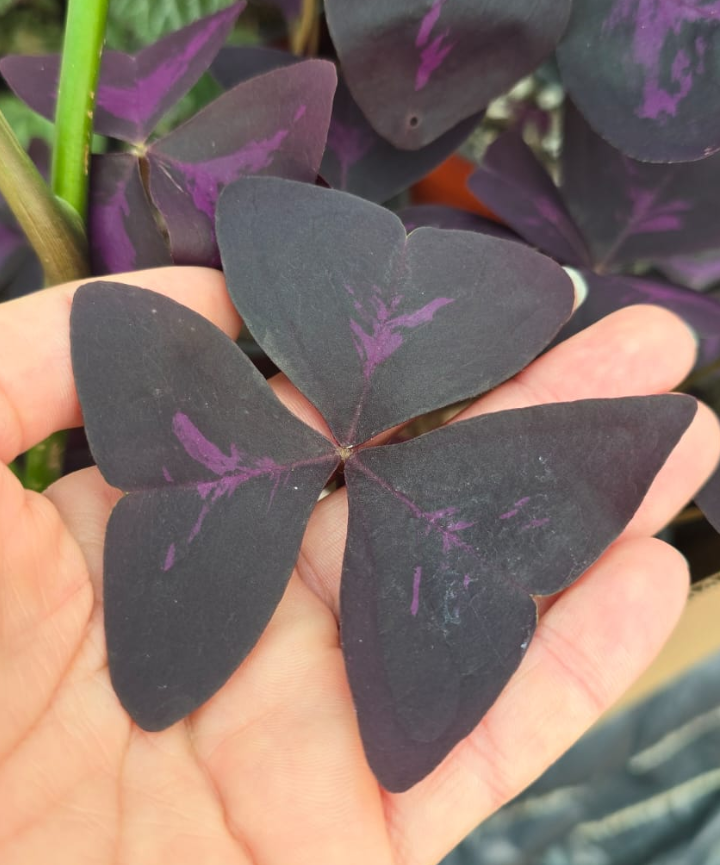 Oxalis triangularis - Trébol púrpura - Imagen 2
