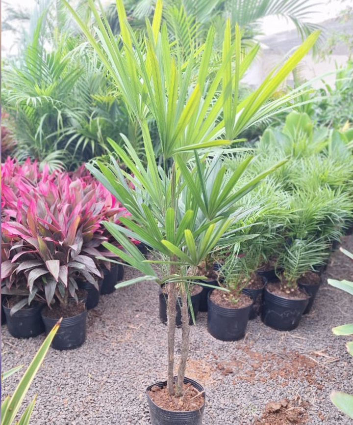 Palmera Raphis excelsa dos puntas