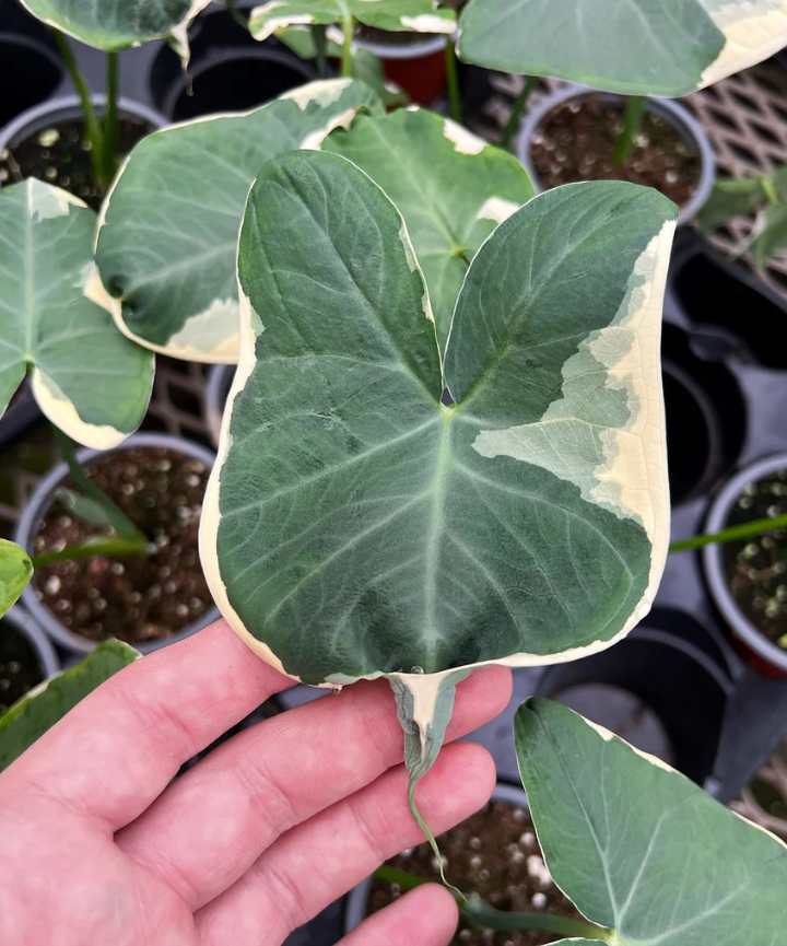 Alocasia Xanthosoma Mickey Mouse - Imagen 3