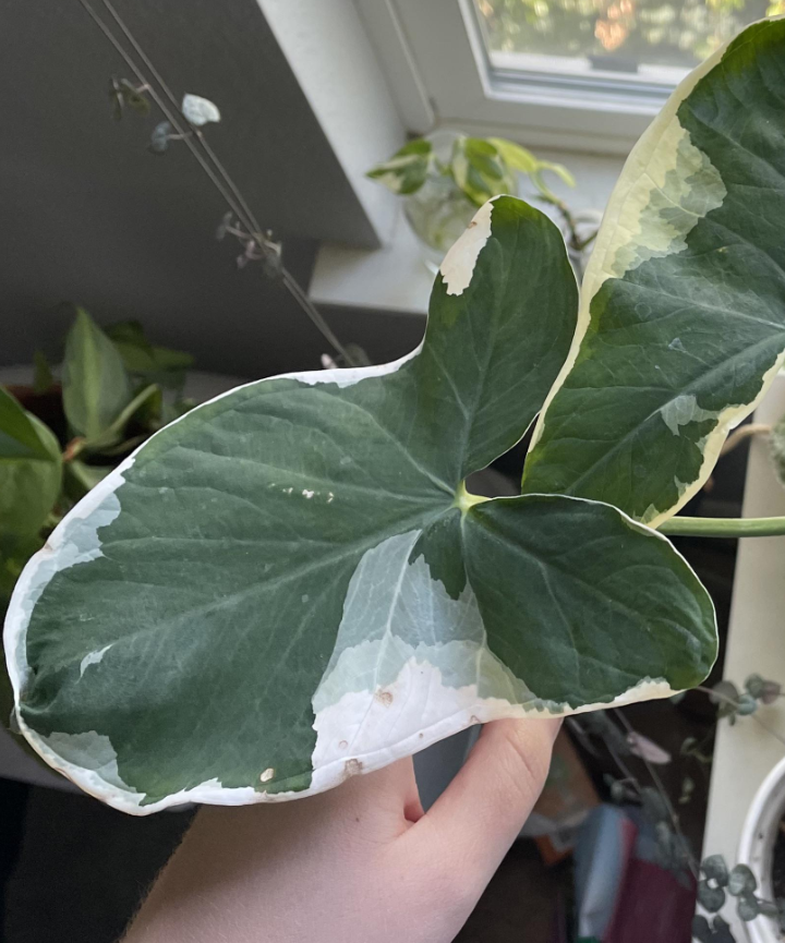Alocasia Xanthosoma Mickey Mouse - Imagen 2