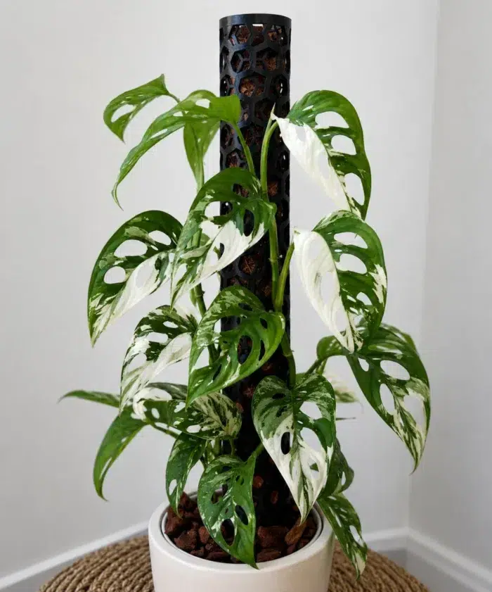 Monstera Adansonii Variegada