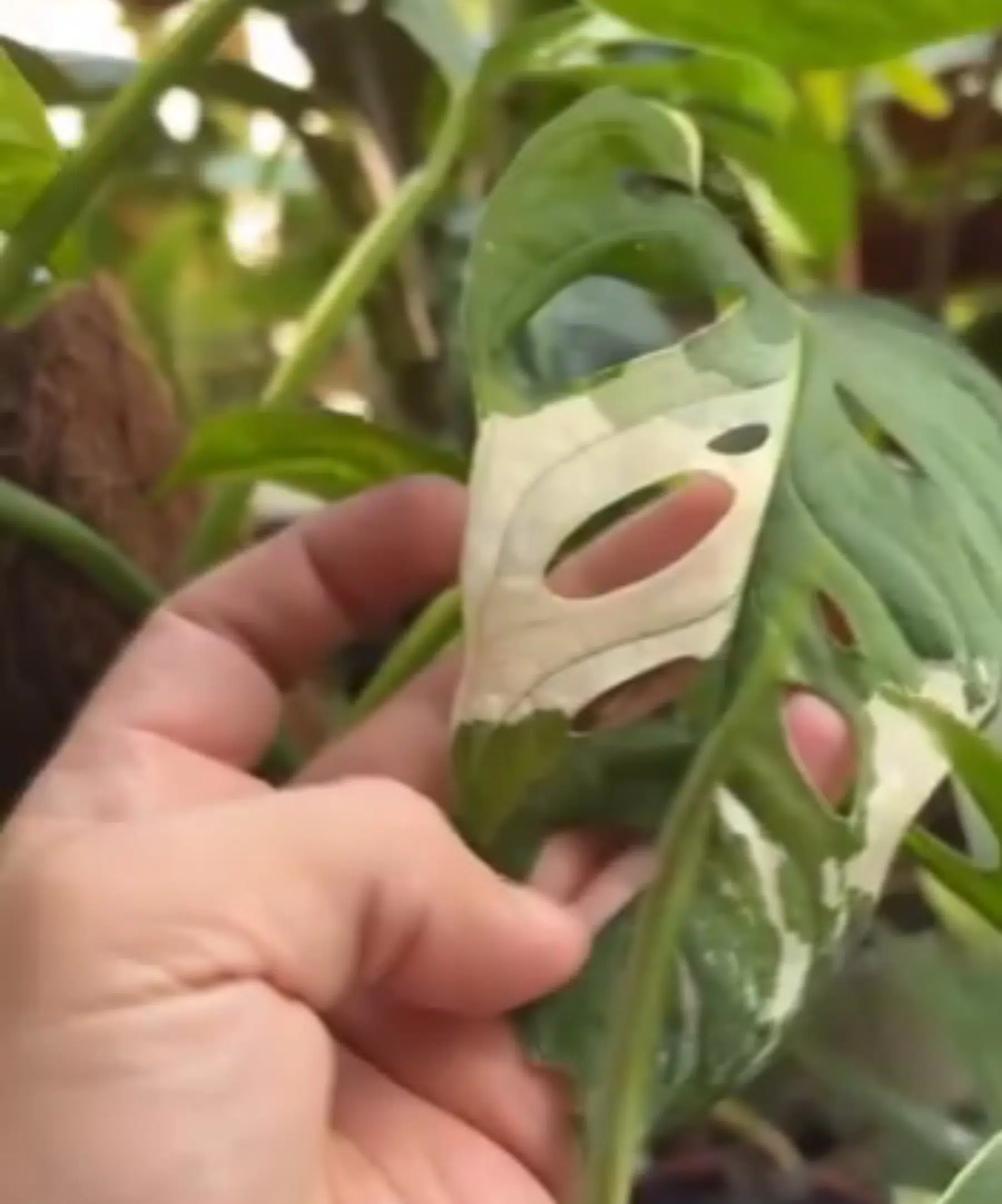 Monstera Adansonii Variegada - Imagen 4