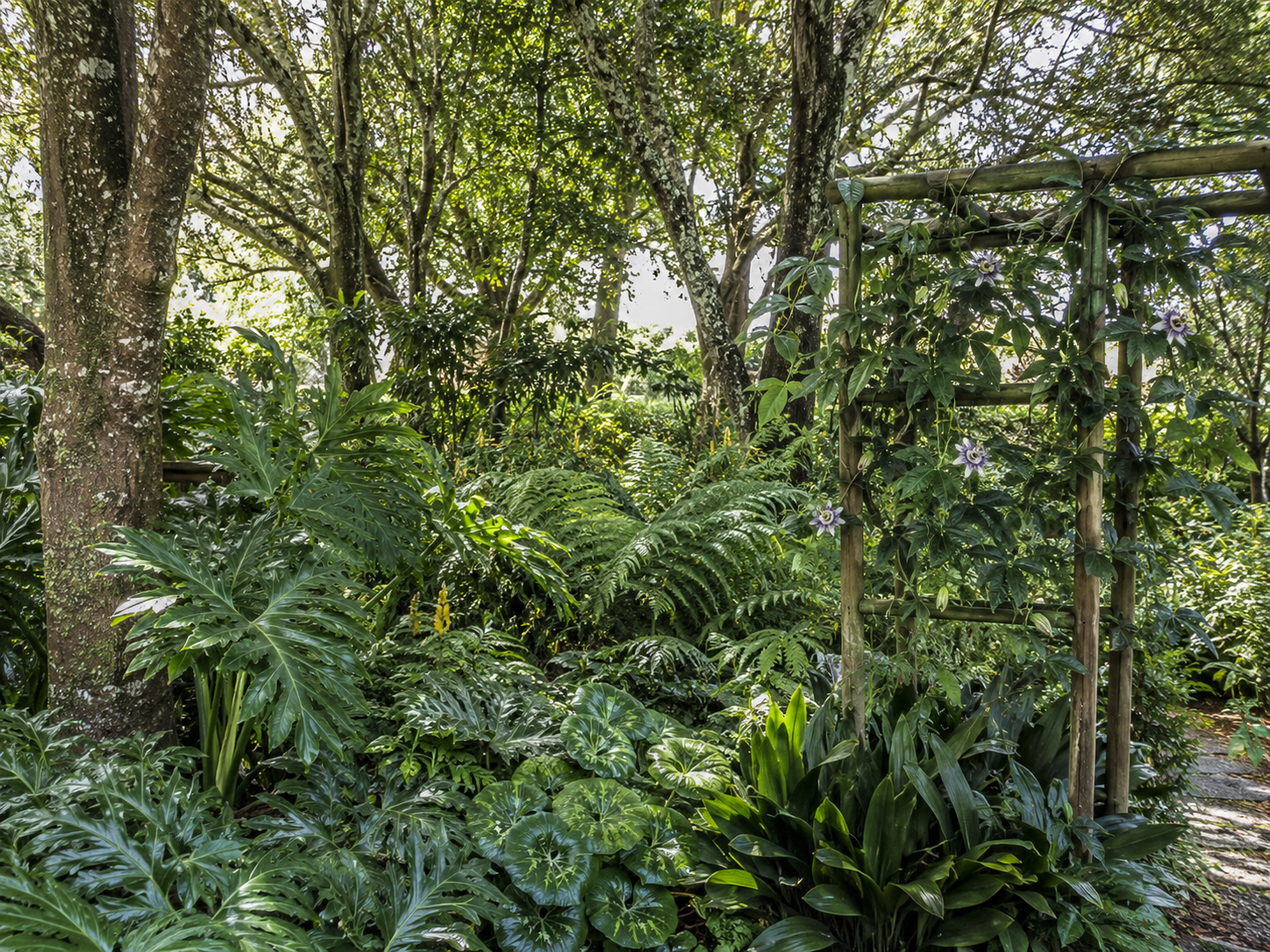 Jardín sombreado de aspecto tropical con árboles adultos, helechos, grandes follajes y trepadoras.