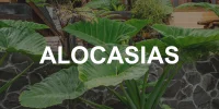 ALOCASIAS
