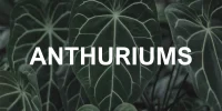 AnthuriumSS