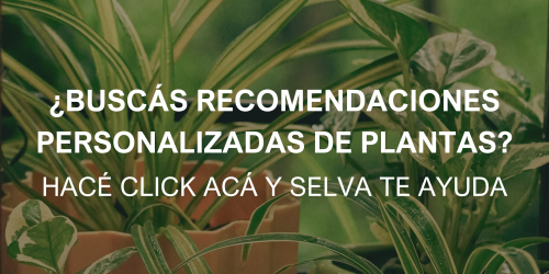 RECOMENDACIÓN DE COMPRA DE PLANTAS