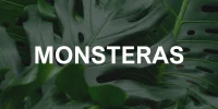 monsteras