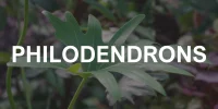 philodendrond